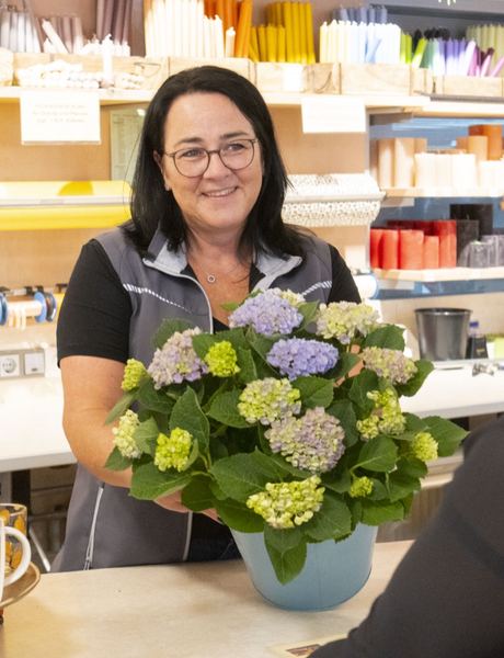 Übergabe einer Hortensie an der Ladentheke